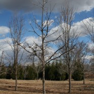 Burr Oak