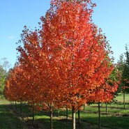Autumn Blaze Red Maple