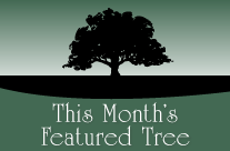This Month’s Featured Tree – Okame Cherry