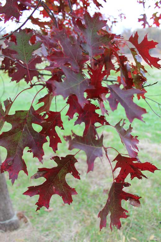 Fall is the Best Time for Planting Shade Tree Farm