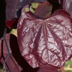 Forest Pansy Redbud foliage