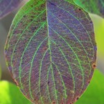 Dogwood leaf detail