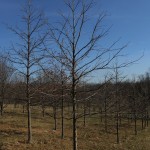 Shumard oak pic 3