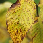 Sweet birch leaf detail