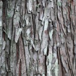 bald cypress bark