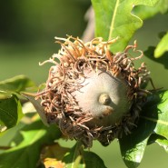 Burr Oak