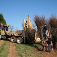 Tree Spades at Work – Big John Tree Move