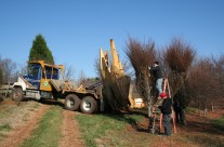 Tree Spades at Work – Big John Tree Move