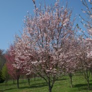 Autumnalis Cherry