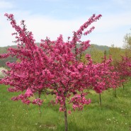 Prairie Fire Crabapple