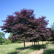 Forest Pansy Redbud