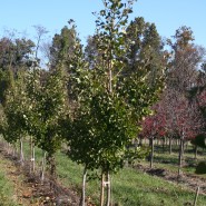 Ginkgo Autumn Gold