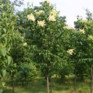 Ivory Silk Japanese Tree Lilac