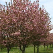 Kwanzan Cherry