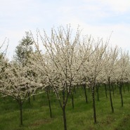 White Redbud