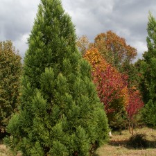 Tree Care Instructions