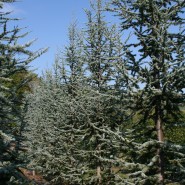 Blue Atlas Cedar