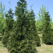 Green Giant Arborvitae