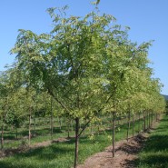 Shademaster Honeylocust