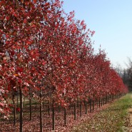 October Glory Red Maple