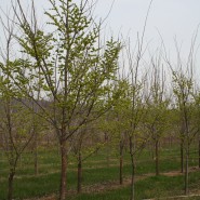 Prospector Elm