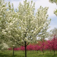 Snowdrift Crabapple