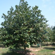 Swamp White Oak