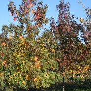 Sweetgum