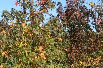 Sweetgum