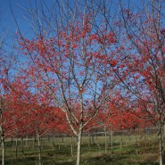 Winter King Hawthorn