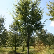 Green Vase Zelkova