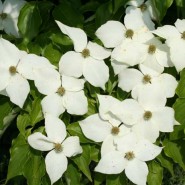 Kousa Dogwood