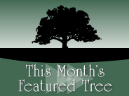 This Month’s Feature Tree- Paperbark Maple