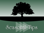 Seasonal Tips (Winter) – Time for Planning Your Garden
