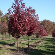 Brandywine Red Maple