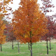 Legacy Sugar Maple