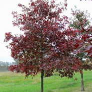 Scarlet Oak