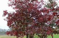 Scarlet Oak