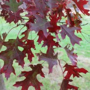 Fall is the Best Time for Planting