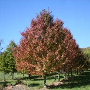 Sun Valley Red Maple