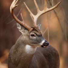 Deer Rubbing, Prevent Tree Damage
