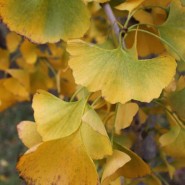 Magyar Ginkgo