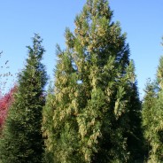 Trees We Love – Yoshino Cryptomeria