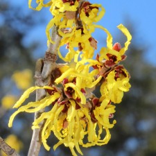 Trees We Love – Witch Hazel