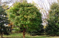 Trees We Love – Paperbark Maple