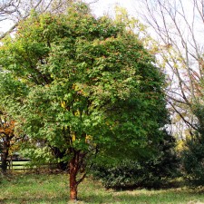 Trees We Love – Paperbark Maple