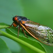 Tips for Controlling Cicada Damage to Trees