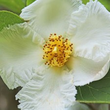 Trees We Love – Japanese stewartia