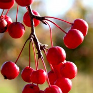 Trees We Love – Crabapple