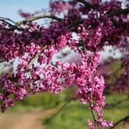 Trees We Love – Redbud